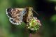 08 06 2012 Monteluco 1.jpg