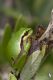 IMG_9192_Hyla_arborea.jpg