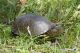 IMG_9206_Emys_orbicularis.jpg