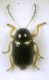 Cryptocephalus (Burlinius) strigosus Germar, 1823 - Chrysomelidae.JPG