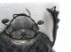 miesseni maschio_tibia ant.jpg