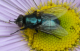 lonchaedidae.png