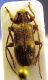 Exocentrus adspersus pavia1.JPG