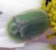 Cassida sp. 2.jpg
