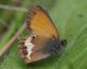 IMGP3690_Coenonymoha arcania_Q_spot-missing_sm.JPG
