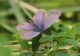 IMGP3673_Q_BronzyBlue_sm.JPG
