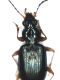 O. decorus.jpg