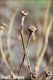 Creoleon_lugdunensis_7159_800px.jpg