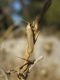Eilema pygmaeola2.jpg