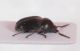 Xyletinus sp2.JPG