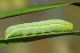 Orthosia sp.jpg