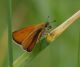 IMGP3635_Thymelicus_sp_Q_lineola_sm.JPG