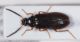 Mycetochara cf maura 2.JPG
