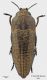 Sphenoptera-sp.jpg