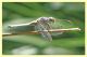 probabile Orthetrum cancellatum - Tor Caldara - 25.7.2010 (1).JPG