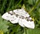 Falena--su-cruciata-levipes--2.jpg