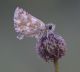 IMGP3457_RedUnderwingSkipper_sm.JPG