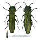 Agrilus angustulus Hoia.jpg