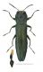 Agrilus sulcicollis_Hoia.jpg