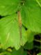 Alberoni 7.VI.2012 022a.jpg