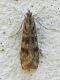 SME Nord 11.VI.2012 040a.jpg