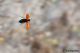 DSC_8618a.jpg