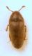Trixagus sp.Throscidae.JPG
