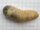 Protaetia_speciosissima_larva_matura.jpg