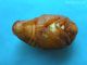 Protaetia_speciosissima_pupa.jpg