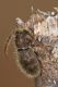 IMG_9453_Parmena_pubescens.jpg