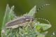 IMG_9517_Oxylia_duponcheli.jpg