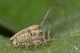IMG_9497_Pilemia_hirsutula.jpg