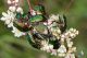 IMG_9523_Cetonia_aurata.jpg