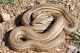 IMG_9557_Elaphe_quatuorlineata.jpg