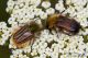 IMG_9531_glaphyrid.jpg