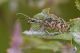 IMG_9587_Rhagium_sycophanta.jpg