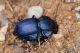 IMG_9600 _Pachycarus.jpg