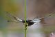IMG_9662_Libelloides_lacteus.jpg