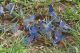 IMG_9679_Cyaniris_semiargus.jpg