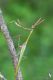 IMG_9699_Empusa.jpg