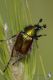 IMG_9744_Amphicoma_graeca.jpg