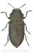 Anthaxia quadripunctata fg_Ocolis.jpg