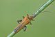 oedemera3.jpg