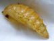 Lisert 24 - VI - 2012 pupa 002 (2).jpg