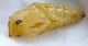 Lisert 24 - VI - 2012 pupa 005 (2).jpg