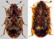 Soronia grisea Linné, 1758.jpg