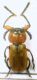 Macrolenes dentipes (Olivier, 1808) - Chrysomelidae.JPG