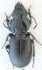 Pterostichus11.jpg