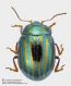 Chrysolina_cf_americana_FEI_clido_1000px.jpg