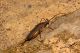 Manziana_27-VI-2012_CN011.JPG